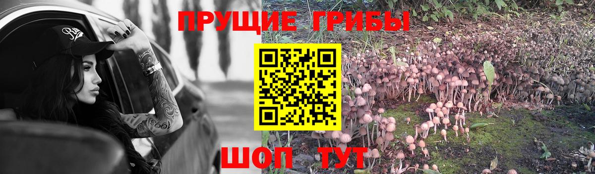 APVP Вольск